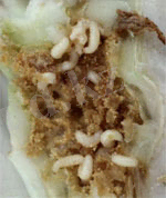 http://www.hansaplant.ee/static/catalog/pilt_1821.jpg