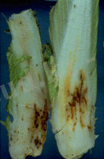 http://www3.syngenta.com/country/ru/SiteCollectionImages/crops/vegetables/pests/p_09_03_2_2.jpg