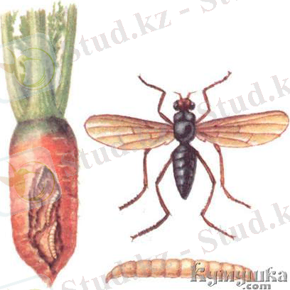 http://kumushka.com/uploads/posts/2012-05/1336121562_2.jpg