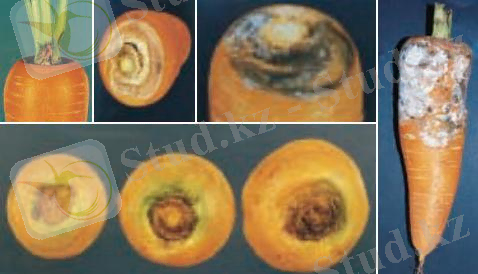 http://sperimentazione.altervista.org/carota/20.jpg