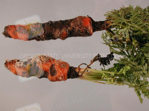 http://plant-clinic.bpp.oregonstate.edu/files/plant_clinic/imagecache/Watermark/images/10-0792.preview.jpg