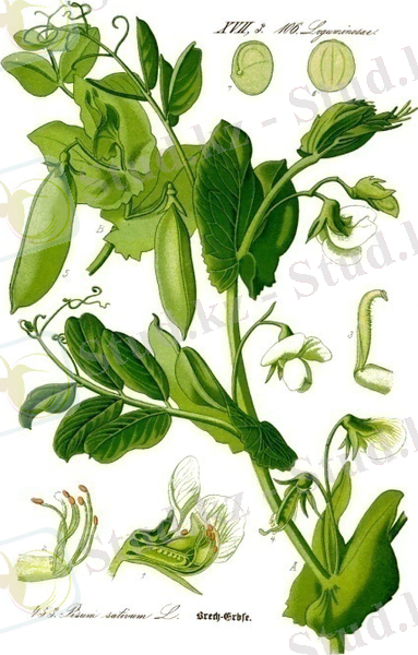 https://upload.wikimedia.org/wikipedia/commons/5/5d/Illustration_Pisum_sativum0_clean.jpg