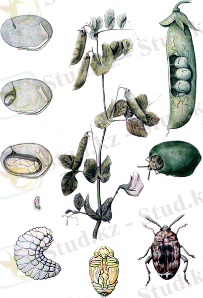 http://www.life.illinois.edu/entomology/illustrations/gifs/peaweevil.gif