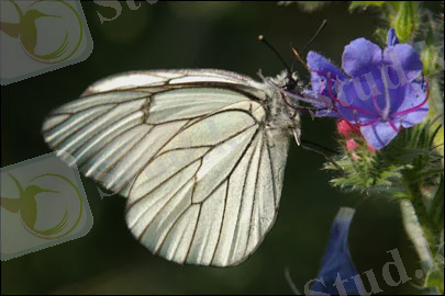 C:\Users\1\Desktop\20080613-165903.jpg
