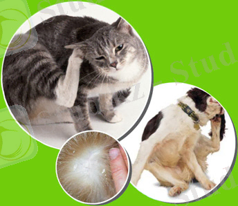 http://fauna.dp.ua/artimg/allergiya.jpg