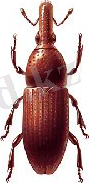 http://www.pesticidy.ru/ps-content/pest/pictures/7_1_card.jpg