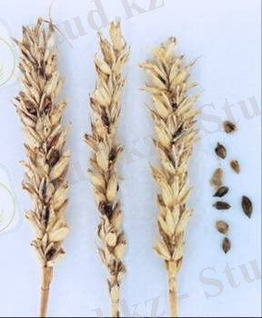 http://www.gbpuat-cbsh.ac.in/departments/bi/database/tripath/img/T.tritici.jpg