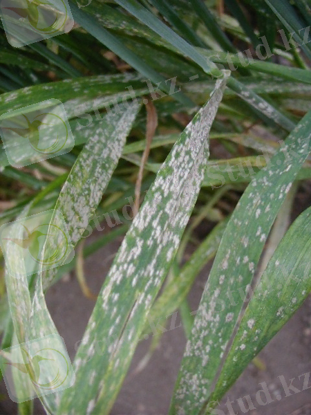 http://br.viarural.com/agricultura/plagas/doencas/erysiphe-graminis-02.jpg