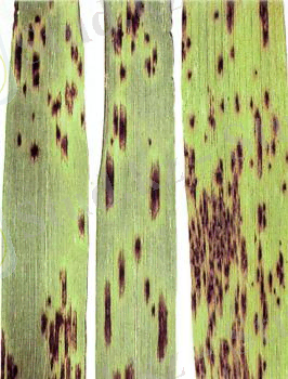 http://www.agroatlas.ru/content/diseases/Hordei/Hordei_Bipolaris_sorokiniana/Hordei_Bipolaris_sorokiniana.jpg