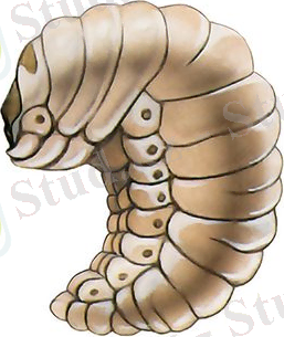 http://www.pesticidy.ru/ps-content/pest/pictures/20_2_main.jpg