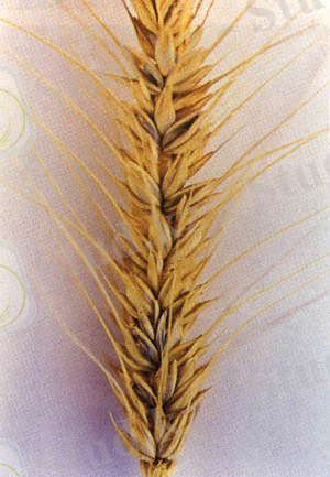http://www.fao.org/DOCREP/006/Y4011E/y4011e16.jpg