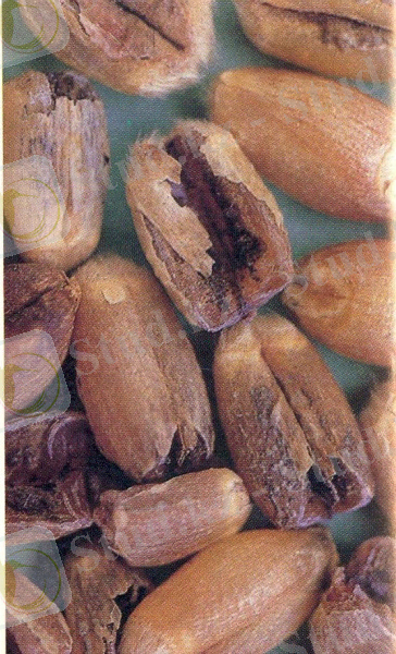 http://agropedia.iitk.ac.in/sites/default/files/Karnal%20bunt-%20wheat.jpg