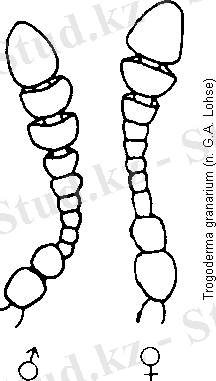 http://www.coleo-net.de/coleo/bilder/trogoderma_granarium_f.gif