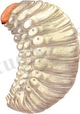 http://www.pesticidy.ru/ps-content/pest/pictures/4_2_main.jpg