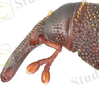 http://www.pesticidy.ru/ps-content/pest/pictures/6_7_main.jpg