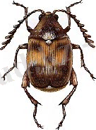 http://www.pesticidy.ru/ps-content/pest/pictures/17_1_card.jpg