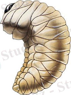 http://www.pesticidy.ru/ps-content/pest/pictures/17_4_main.jpg