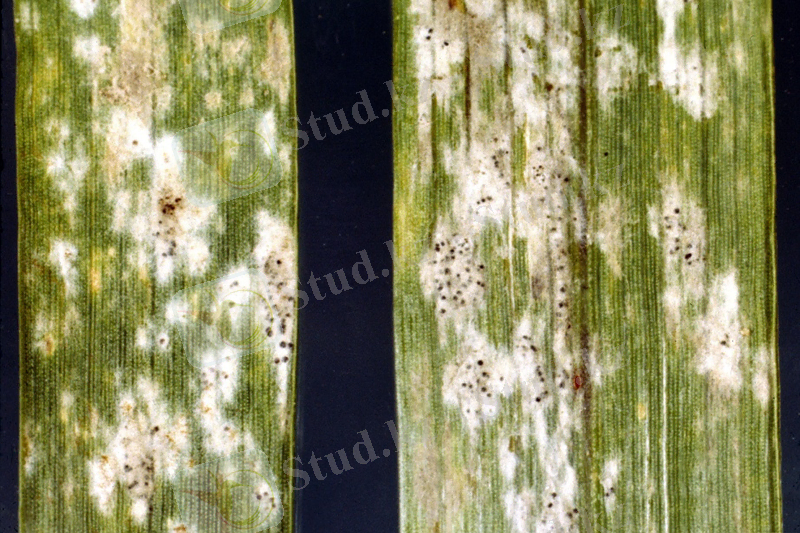 http://upload.wikimedia.org/wikipedia/commons/7/74/Barleypowderymildew.jpg