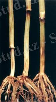 http://www.agroatlas.ru/content/diseases/Tritici/Tritici_Bipolaris_sorokiniana/Tritici_Bipolaris_sorokiniana.jpg