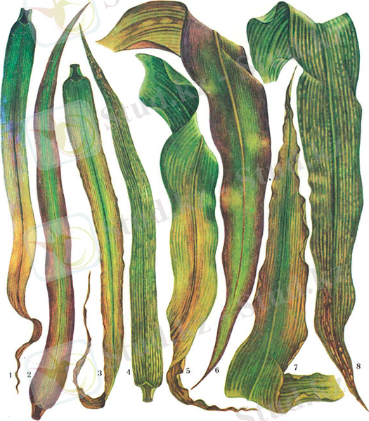 http://agromage.com/artpict/art14_13.jpg