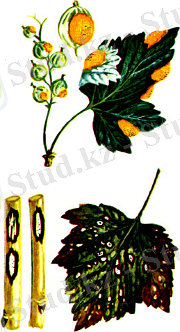 http://berrylib.ru/books/item/f00/s00/z0000016/pic/000018.jpg