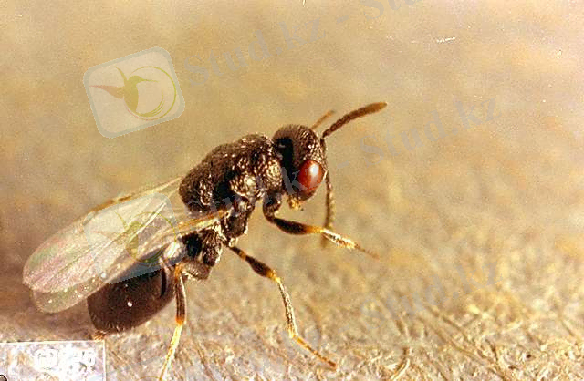 http://insect.pnwhandbooks.org/sites/insect.pnwhandbooks.org/files/relatedimages/g92-6.jpg