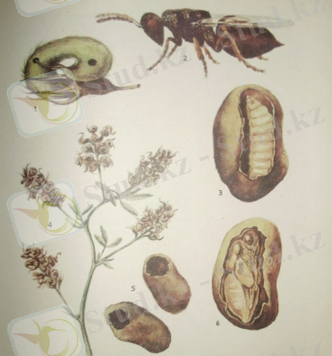 http://studyes.com.ua/images/stories/c15.jpg