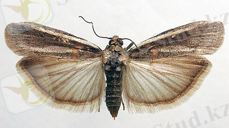 http://www.agroatlas.ru/content/pests/Etiella_zinckenella/Etiella_zinckenella.jpg
