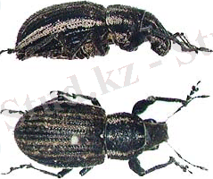 http://www.maff.go.jp/pps/j/kids/insect/28.html/img/insect_28.jpg