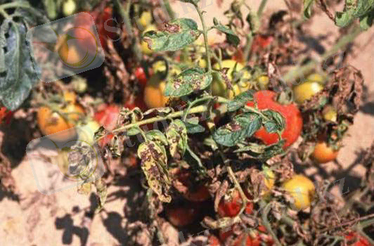 C:\Users\админ\Downloads\tomato_septoria2_zoom.jpg
