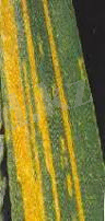 http://t0.gstatic.com/images?q=tbn:ANd9GcSItFjGZKRnHRD8FmZpVkQrx5nkdKirB-lJ8L387vbnJVNz00zDPNiqDrLg