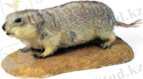 http://www.darwin.museum.ru/expos/zoogeo/Images/8_11B.jpg