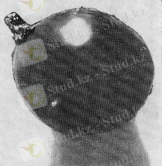 http://www.sivatherium.narod.ru/library/dddngthn/pics/photo_02.jpg
