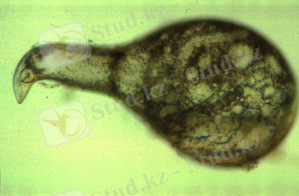 http://ocid.nacse.org/nematodes/images/meloidogyne3.JPG