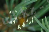 http://m7.i.pbase.com/u46/holopain/small/39978307.Chrysoperlaeggs.jpg