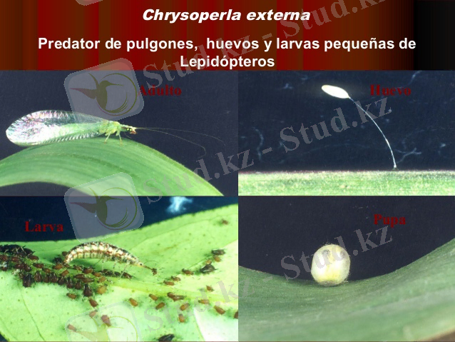http://image.slidesharecdn.com/empresaecobeneficos-101028081417-phpapp02/95/empresa-ecobeneficos-47-638.jpg?cb=1422660339