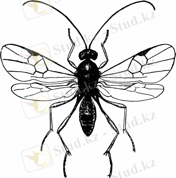 http://etc.usf.edu/clipart/32100/32135/apanteles_32135_lg.gif