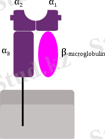 MHC Class 1.svg