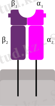 MHC Class 2.svg