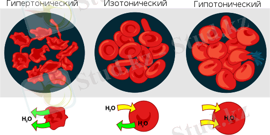 http://ranky.ru/wp-content/uploads/media/c%D0%A0c3-%D1%85%D0%B8%D0%BC%D0%B8%D1%8F/image2.png