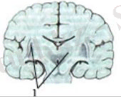 http://itest.kz/upload/images/1350618371.66.jpeg.png