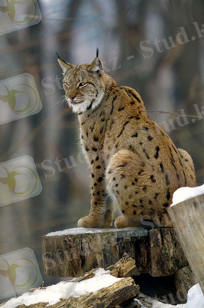 Lynx lynx2.jpg