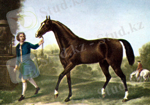 Darley_Arabian