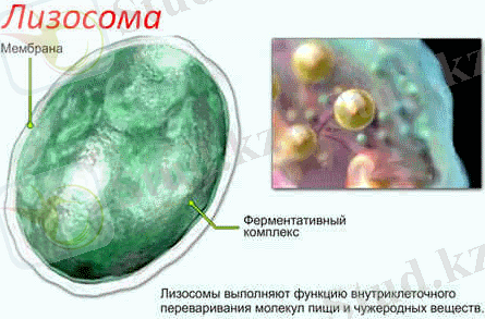 Bior8_7_15.gif