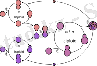 Yeast lifecycle.svg