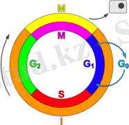 https://upload.wikimedia.org/wikipedia/commons/thumb/2/22/Cell_Cycle_2.png/200px-Cell_Cycle_2.png