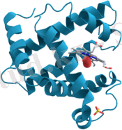 https://upload.wikimedia.org/wikipedia/commons/thumb/6/60/Myoglobin.png/200px-Myoglobin.png