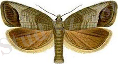 C:\Users\User\Desktop\240px-Cydia_pomonella_(Falter).jpg
