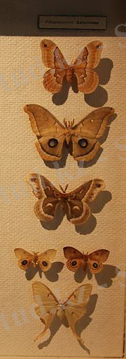 C:\Users\User\Desktop\180px-Saturniidae_01.jpg