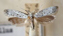 C:\Users\User\Desktop\220px-Yponomeuta.malinellus.mounted.jpg